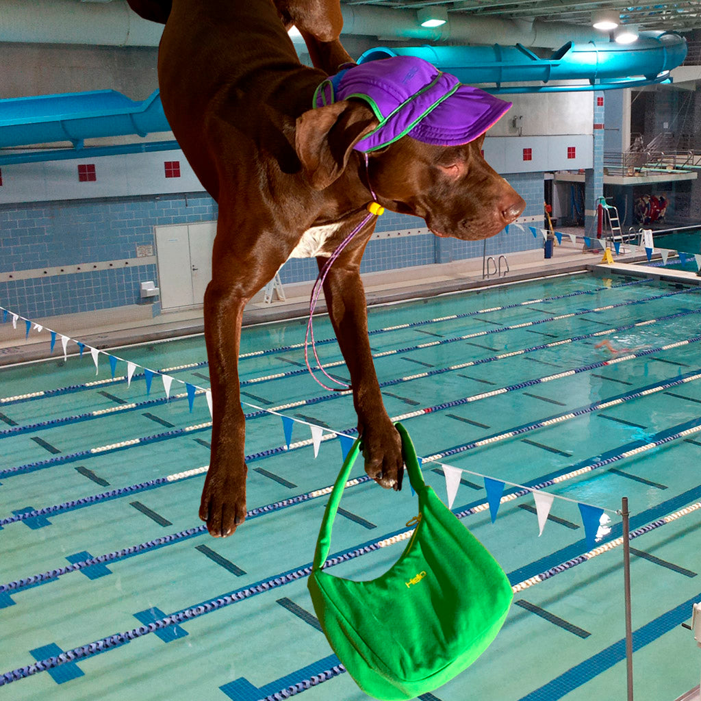 canine swim cap