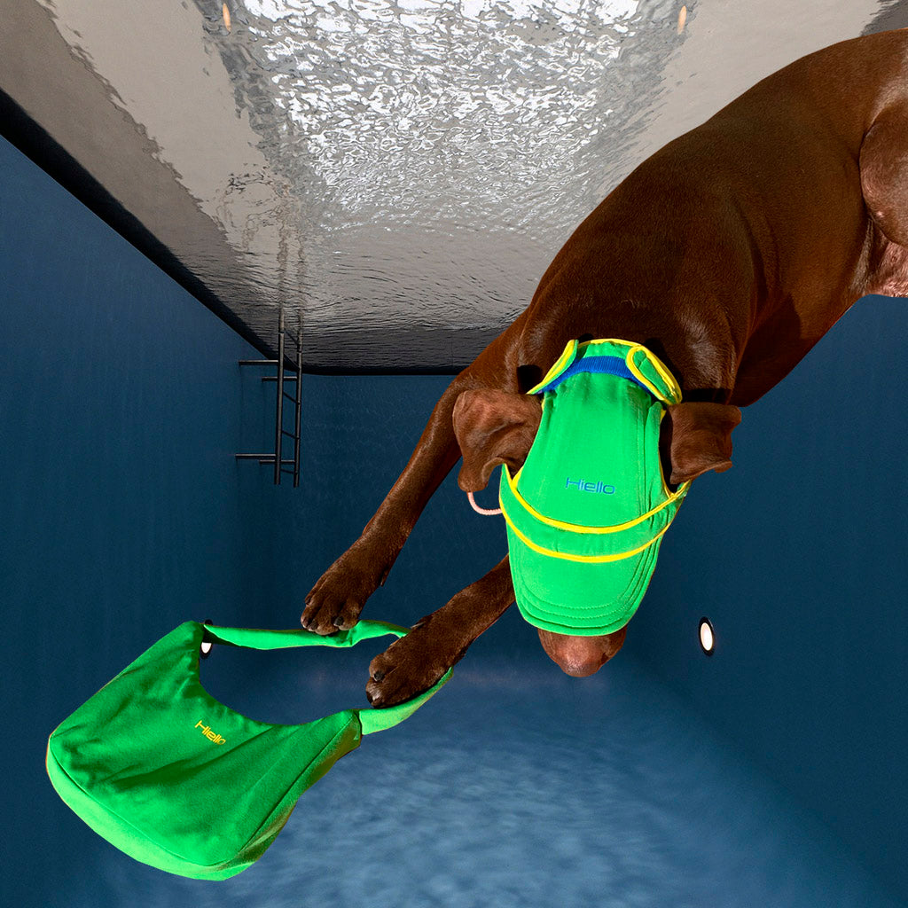 dog swimming hat